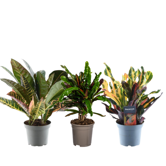 3x Codiaeum Variegatum (⭥25-30cm) - MIX - Croton