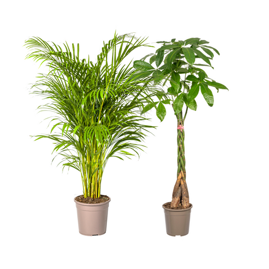 Goldfruchtpalme (⭥130cm) & Glückskastanie (⭥130cm)