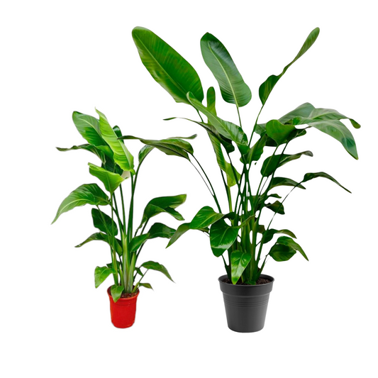 2x Strelitzia Nicolai - Paradiesvogelblume (⭥80cm + ⭥145cm)