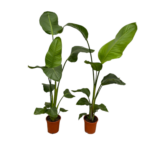 2x Strelitzia Nicolai (⭥100cm) - "Paradiesvogelblume"