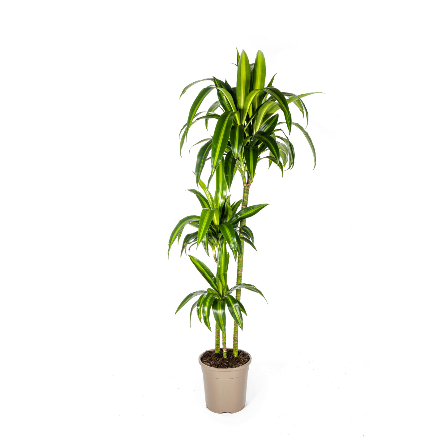 Dracaena Deremensis "Hawaiian Sunshine" - ⭥140cm