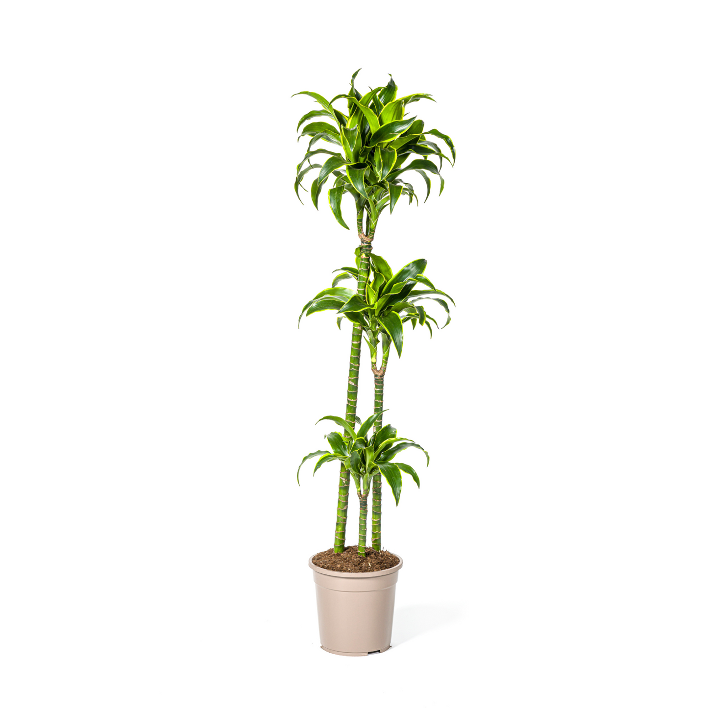 Dracaena Deremensis "Dorado" - ⭥130cm