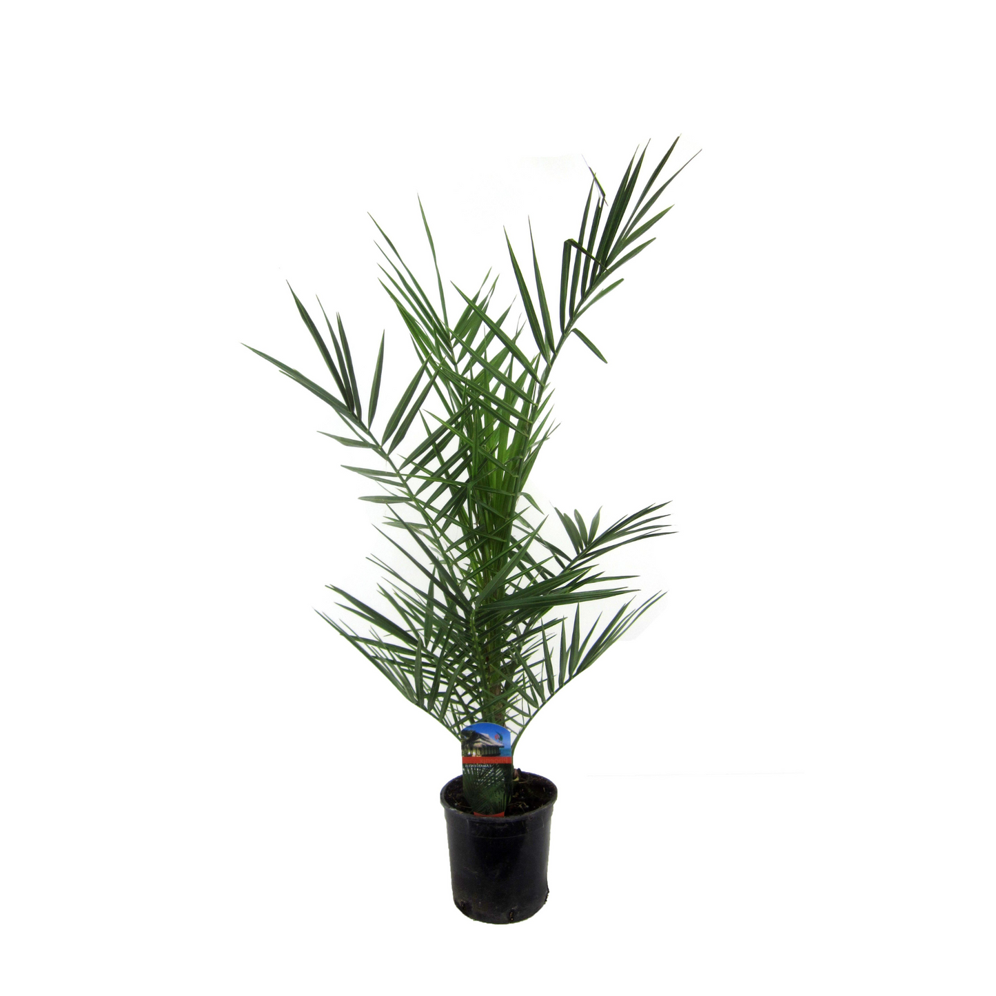 [3er-Pack] Phoenix Canariensis ⭥80cm - Pflegeleicht