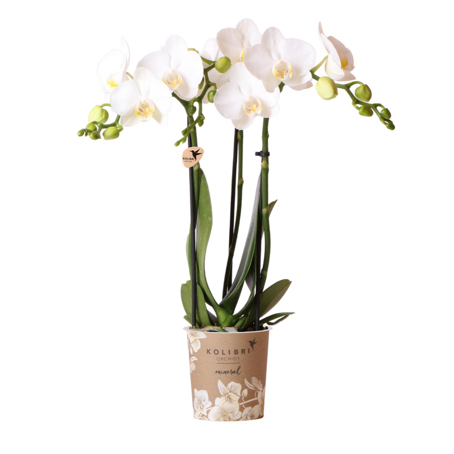 Weiße Schmetterlingsorchidee "Amabilis" - ⭥35cm