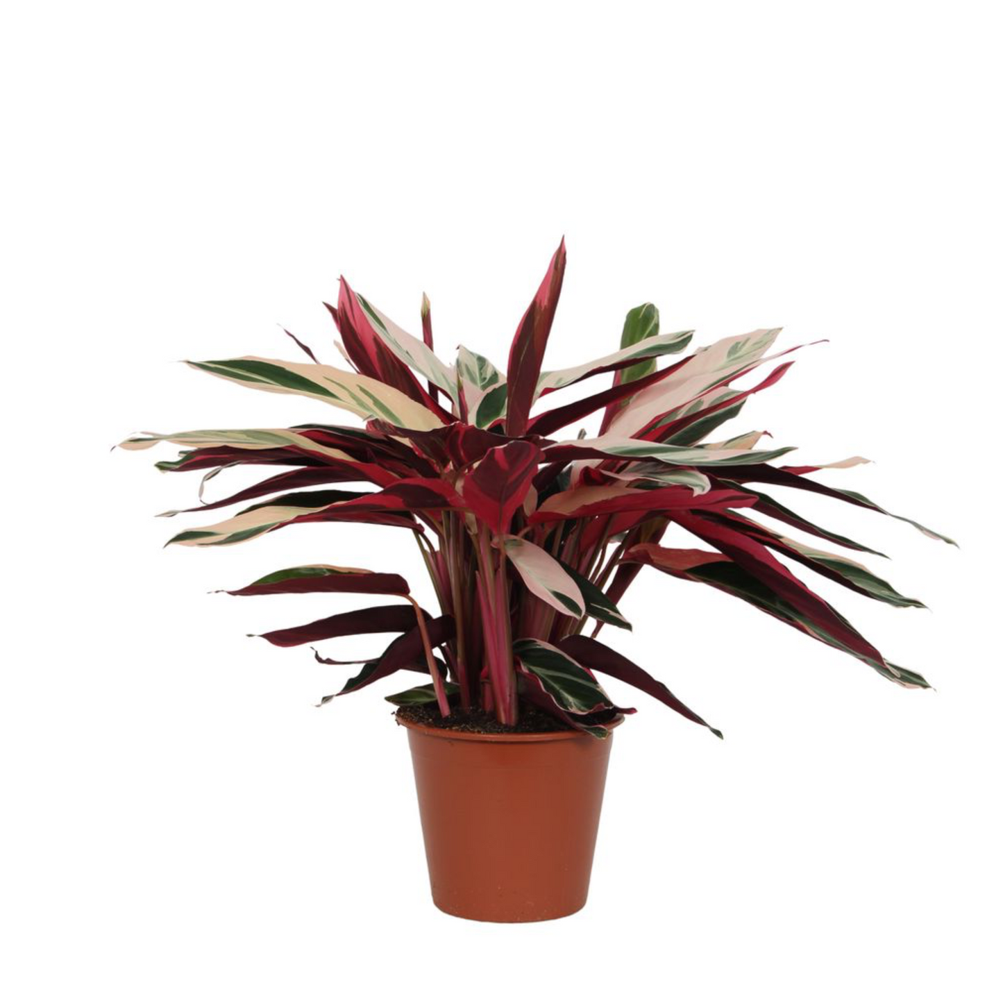 Calathea Triostar - ⭥70cm