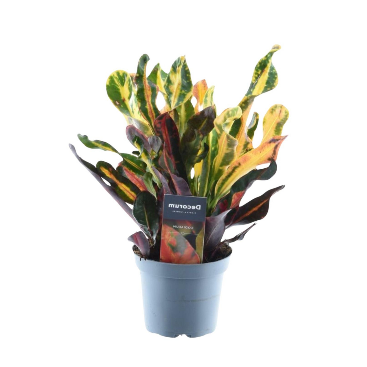 Croton Mammi - "Wunderstrauch" - ⭥30cm