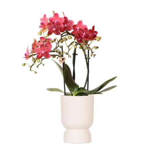 Rote Orchidee "Kongo" - ⭥35cm - mit Ziertopf Diabolo in Cremeweiß