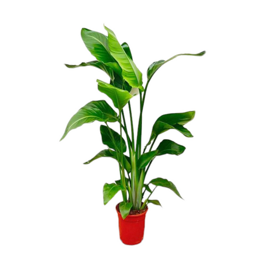 [Pflanzenset] 2x Strelitzia Nicolai ⭥90cm & ⭥145cm - Paradiesvogelblume