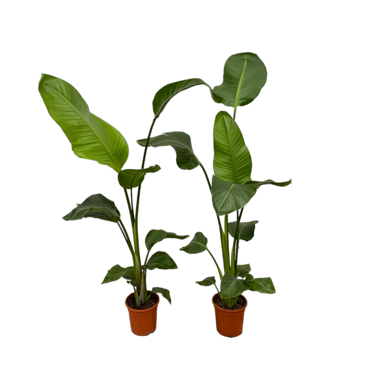 [2er-Pack] Strelitzia Nicolai ⭥100cm - "Paradiesvogelblume"