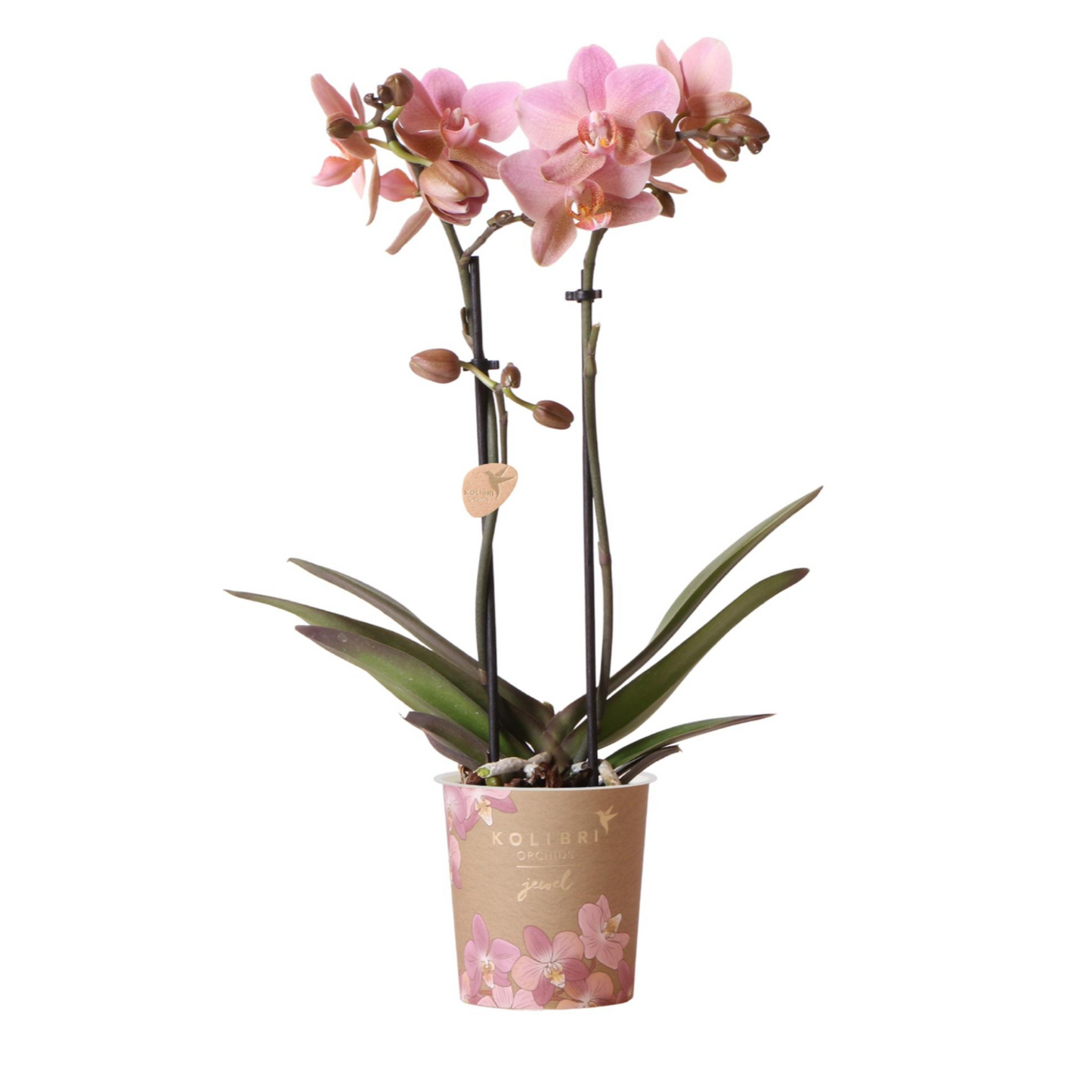 Altrosa Schmetterlingsorchidee "Treviso" - ⭥35cm
