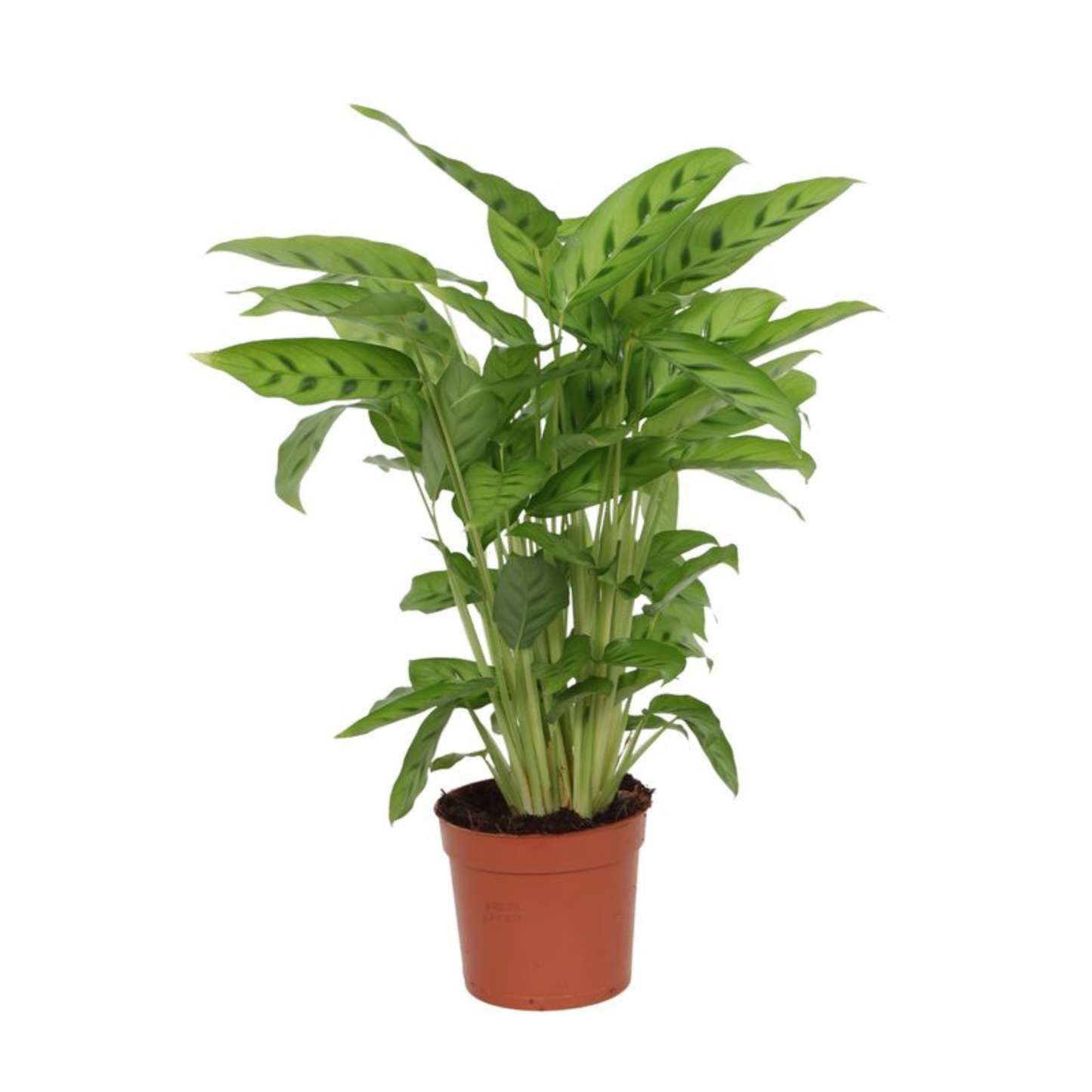 Calathea Leopardina - ⭥40cm - mit Pflanztopf ELHO Jazz in Toskanarot