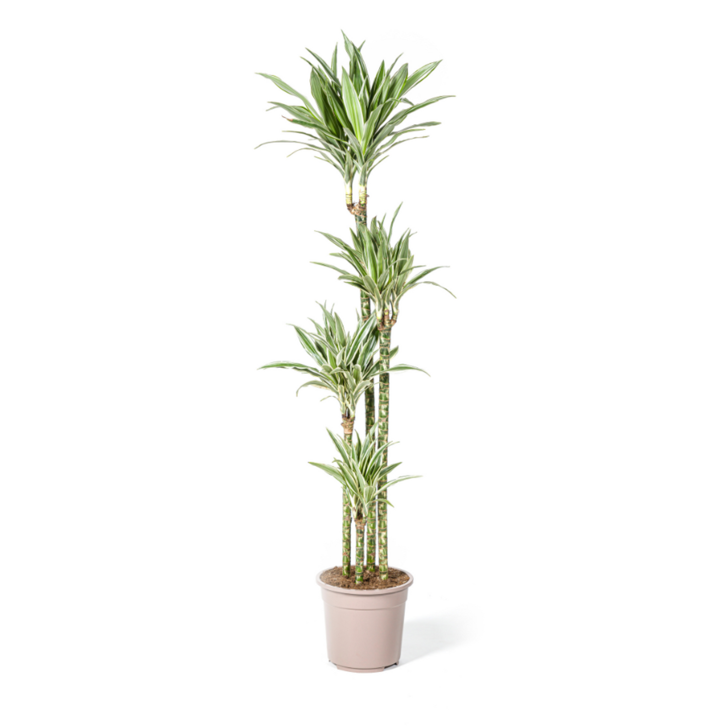 Dracaena Deremensis "White Stripe" - ⭥180cm