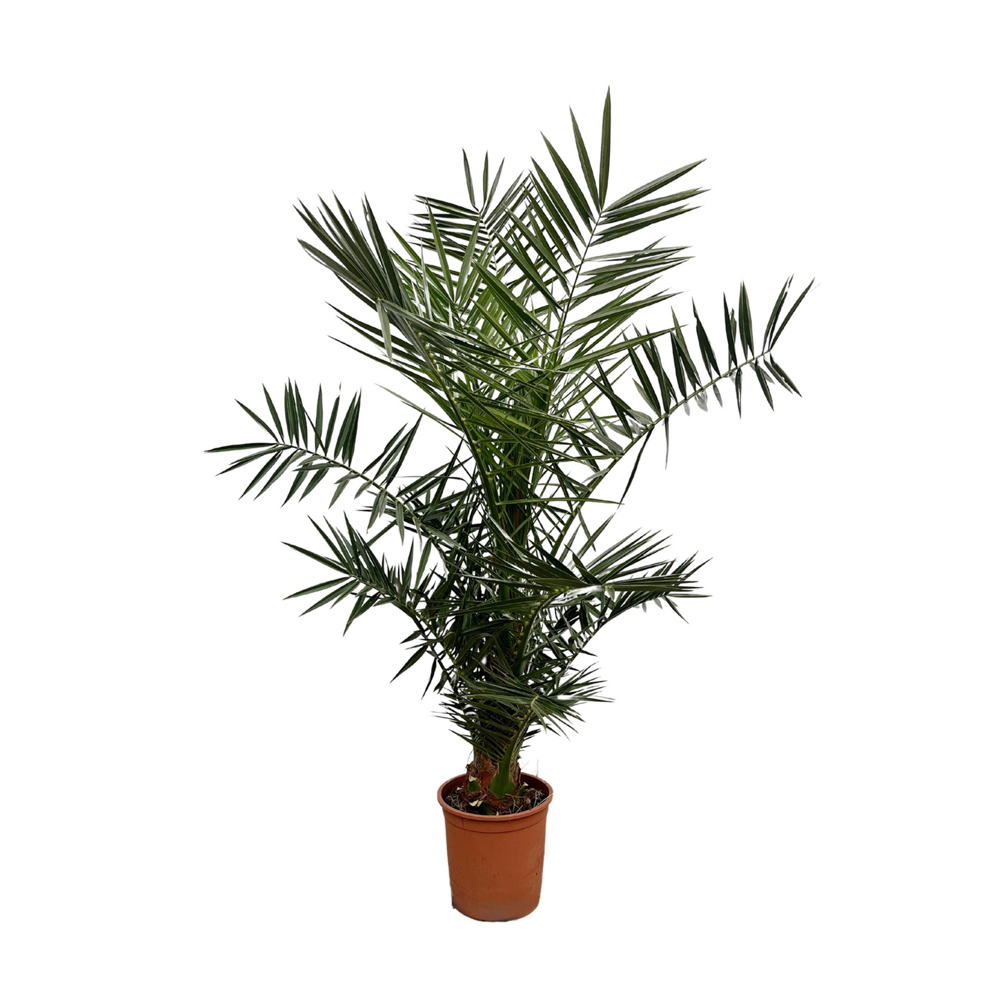 Phoenix Canariensis - "Kanarische Dattelpalme" - ⭥140cm