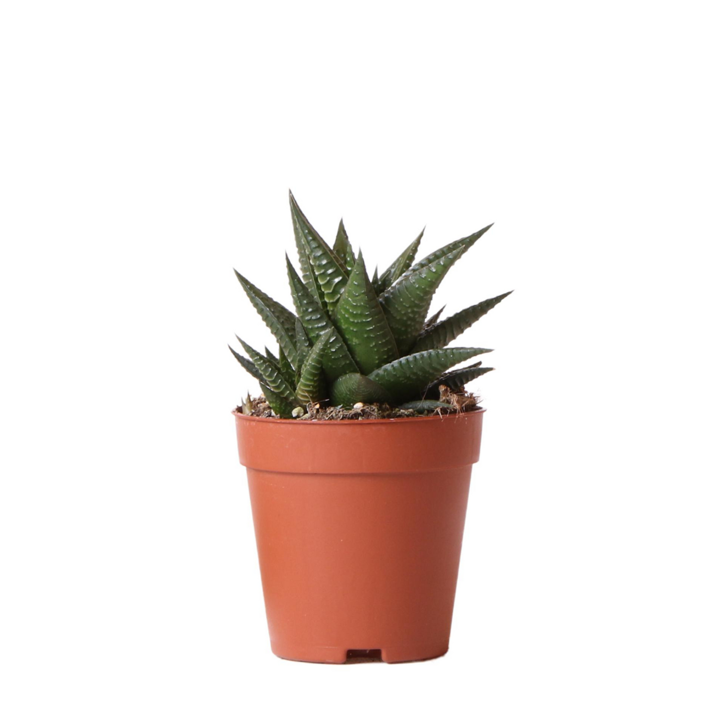 Sukkulente Haworthia Limifolia - "Filefarn-Haworthie" - ⭥15cm