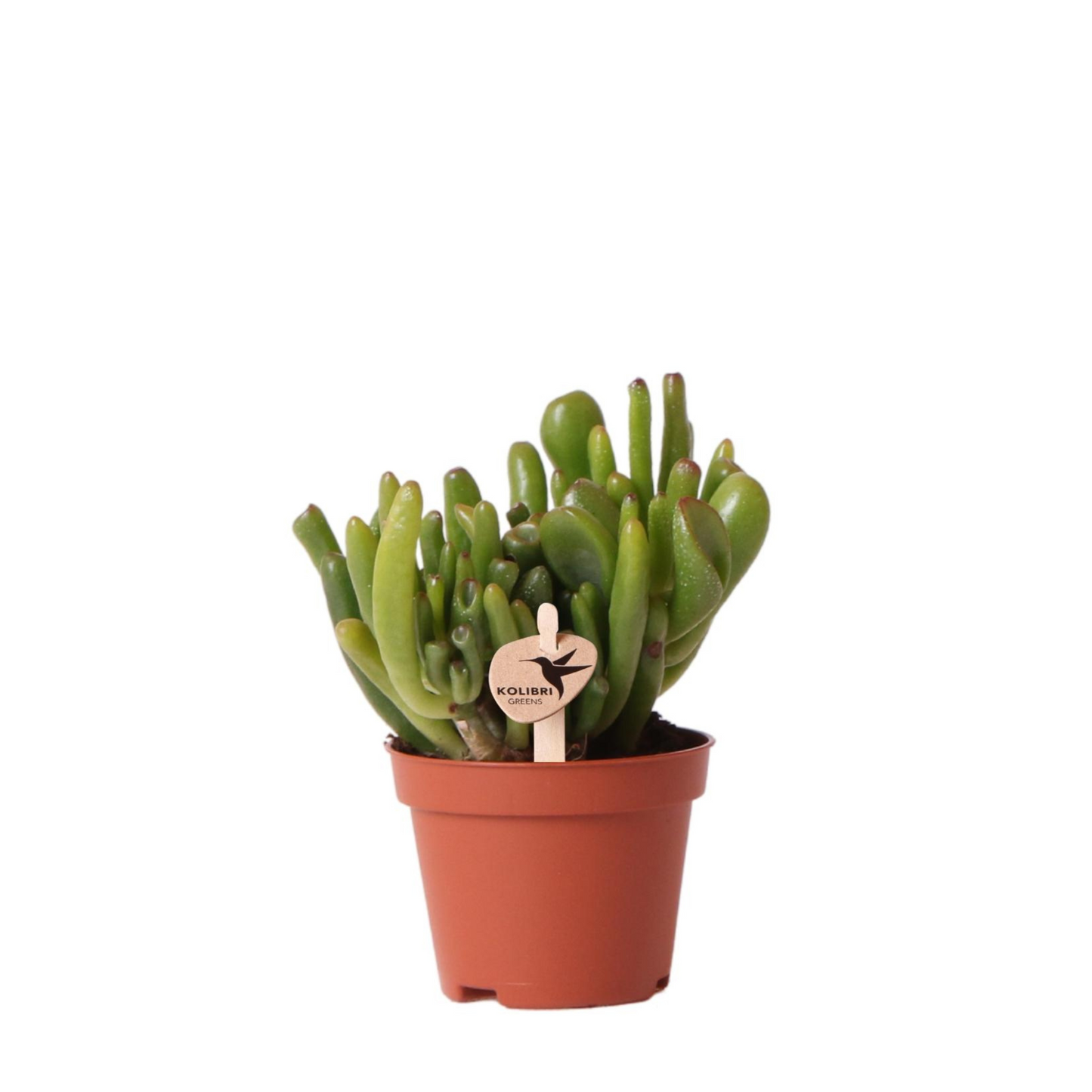 Sukkulente Crassula Ovata Hobbit - "Löffelbaum" - ⭥12cm