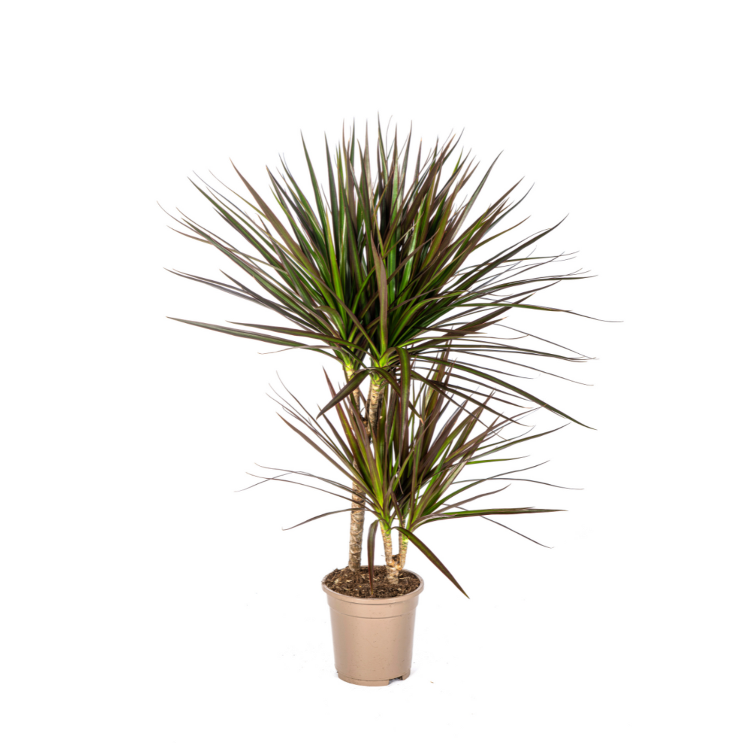 Dracaena Marginata "Magenta" - ⭥60cm