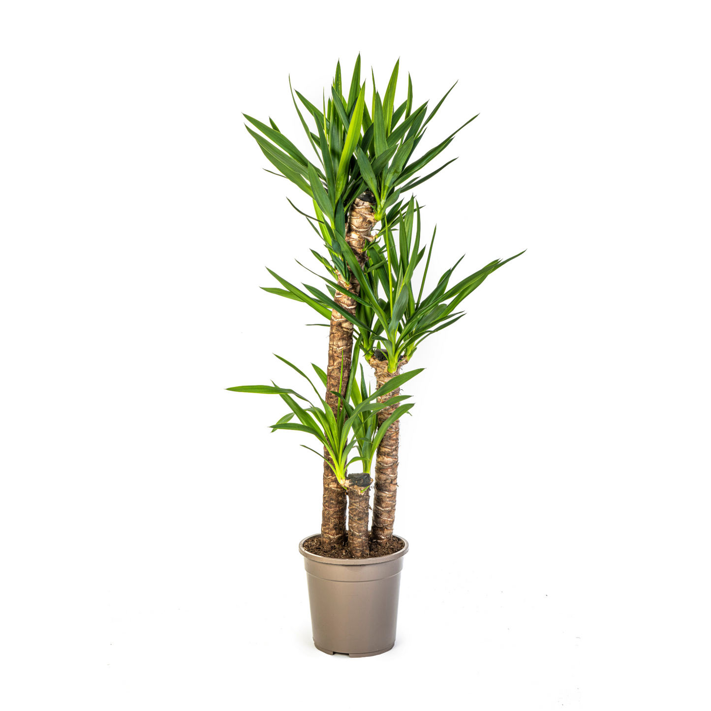Glückskastanie (⭥100cm) & Palmlilie (⭥130cm) - Tierfreundlich