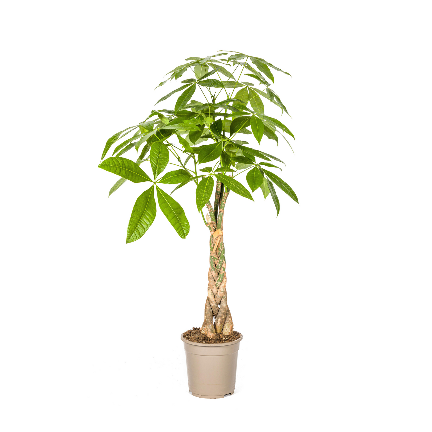 Pachira Aquatica - "Glückskastanie" - ⭥100cm