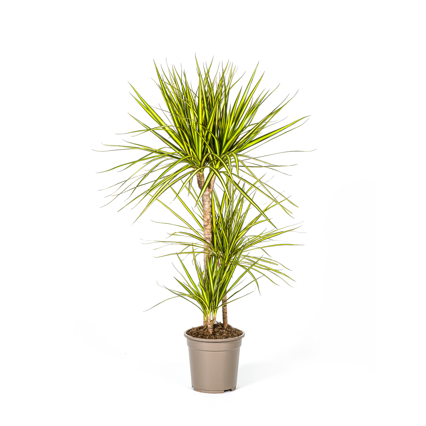 Dracaena Marginata "Sunray" - ⭥110cm