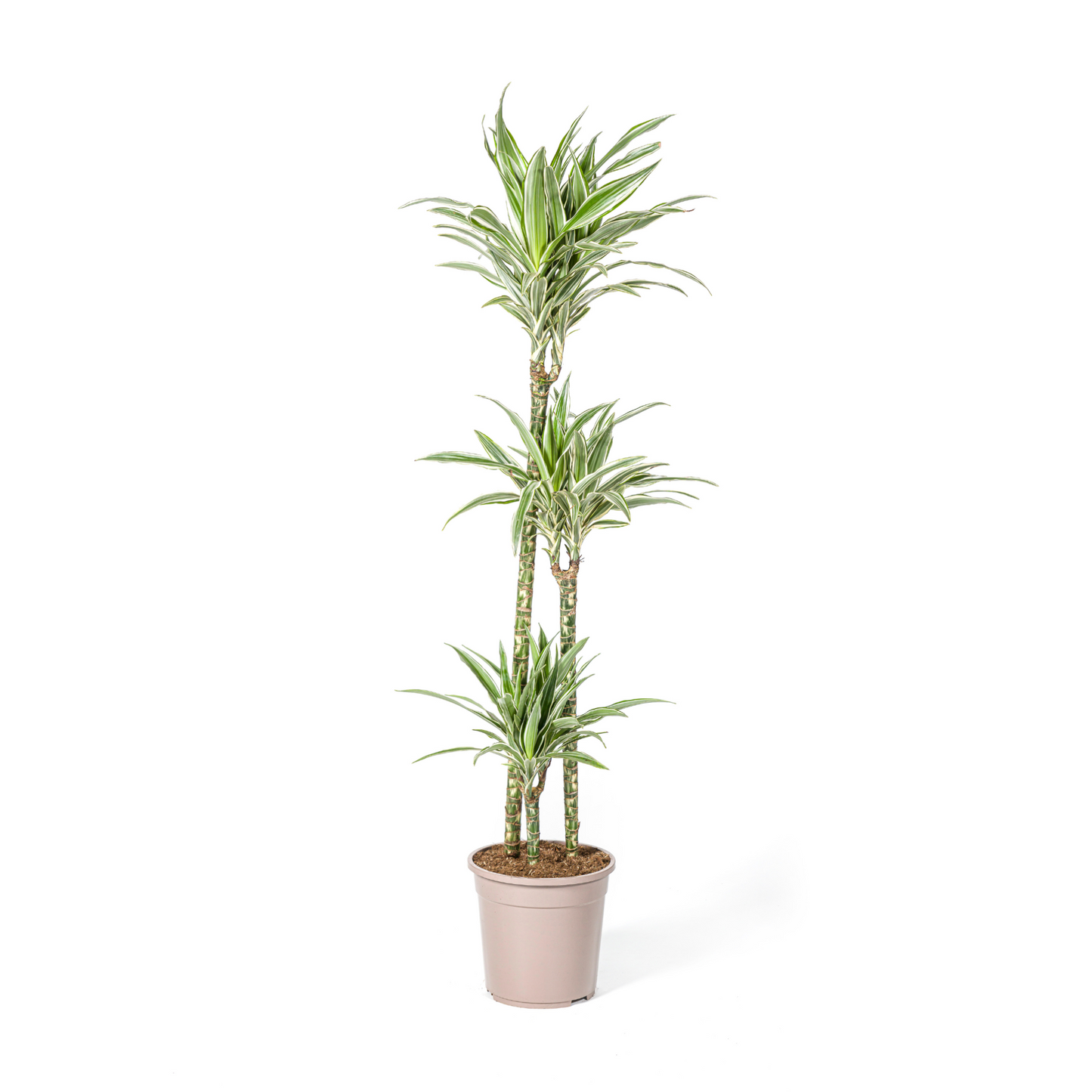 Dracaena Deremensis "White Stripe" - ⭥140cm