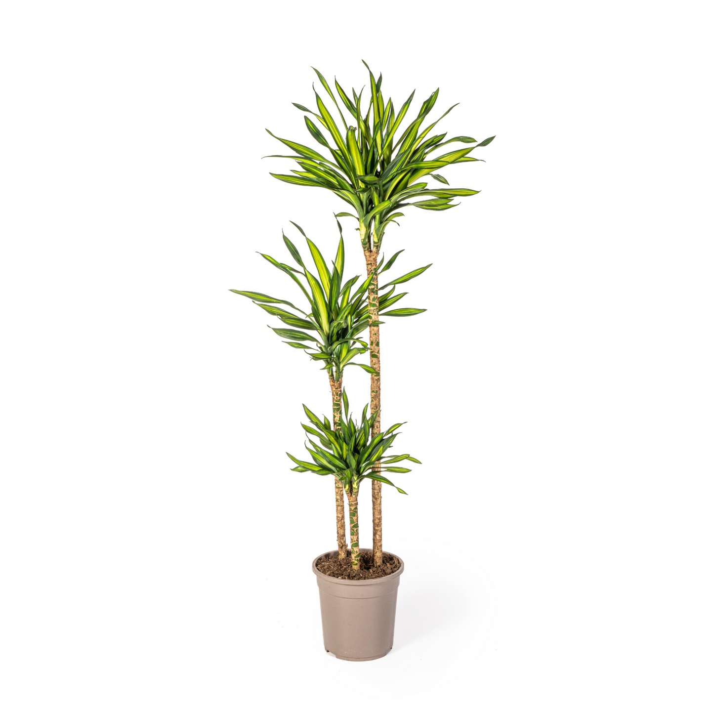 Dracaena Deremensis "Rikki" - ⭥140cm