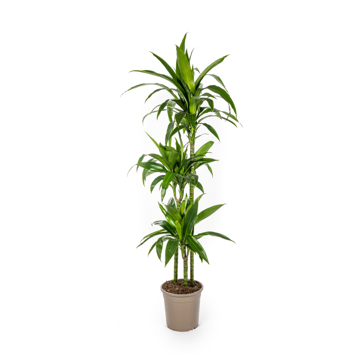 Dracaena Deremensis "Lisa" - ⭥140cm
