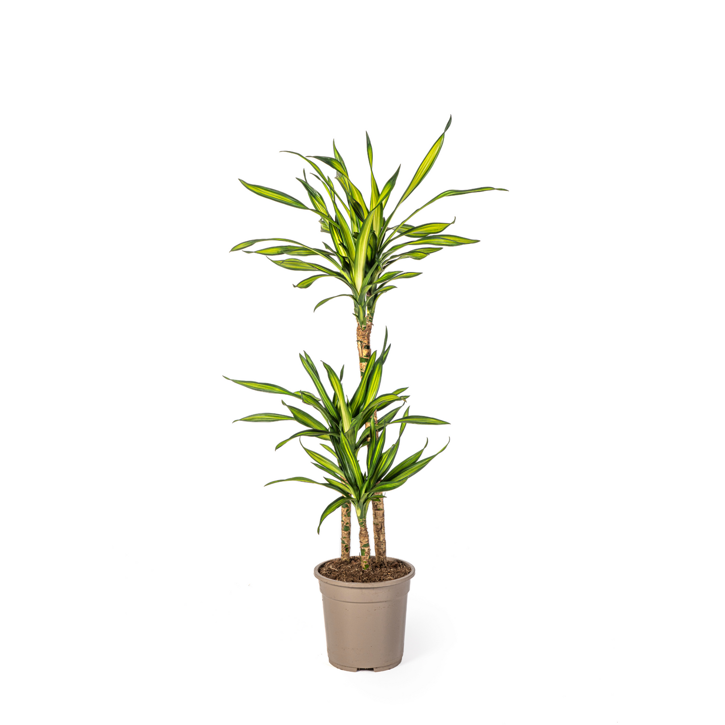 Dracaena Deremensis "Rikki" - ⭥100cm
