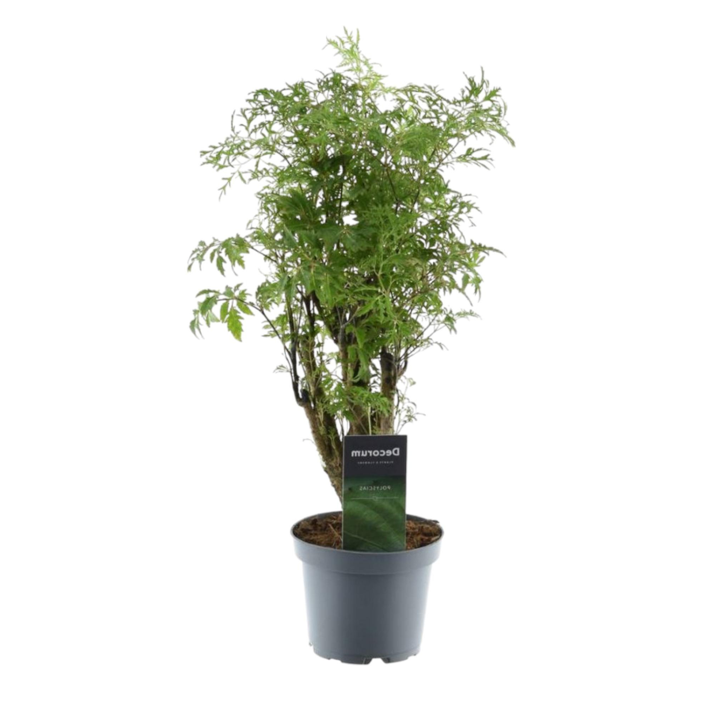 Polyscias Hawaiiana Ming - "Ming-Aralia" - ⭥45cm