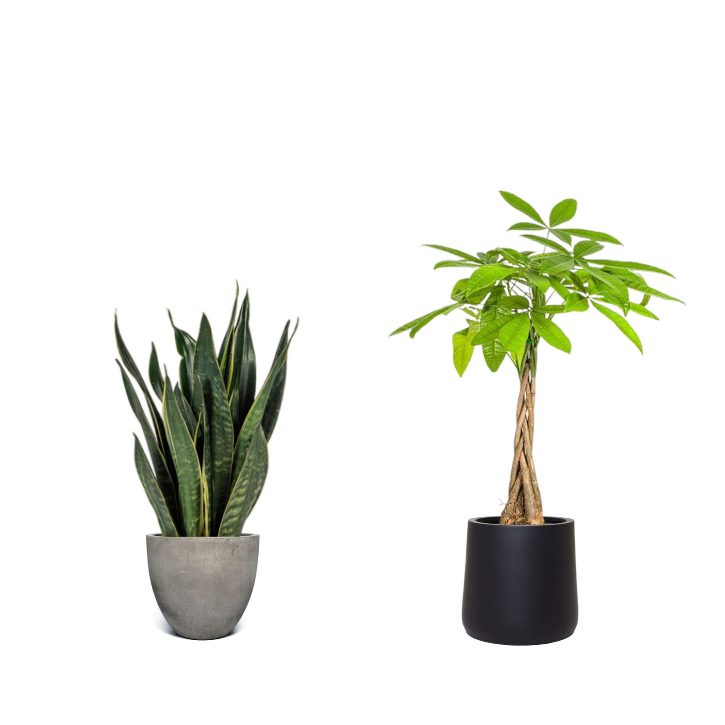 Black-Luck Duo - Pflegeleicht