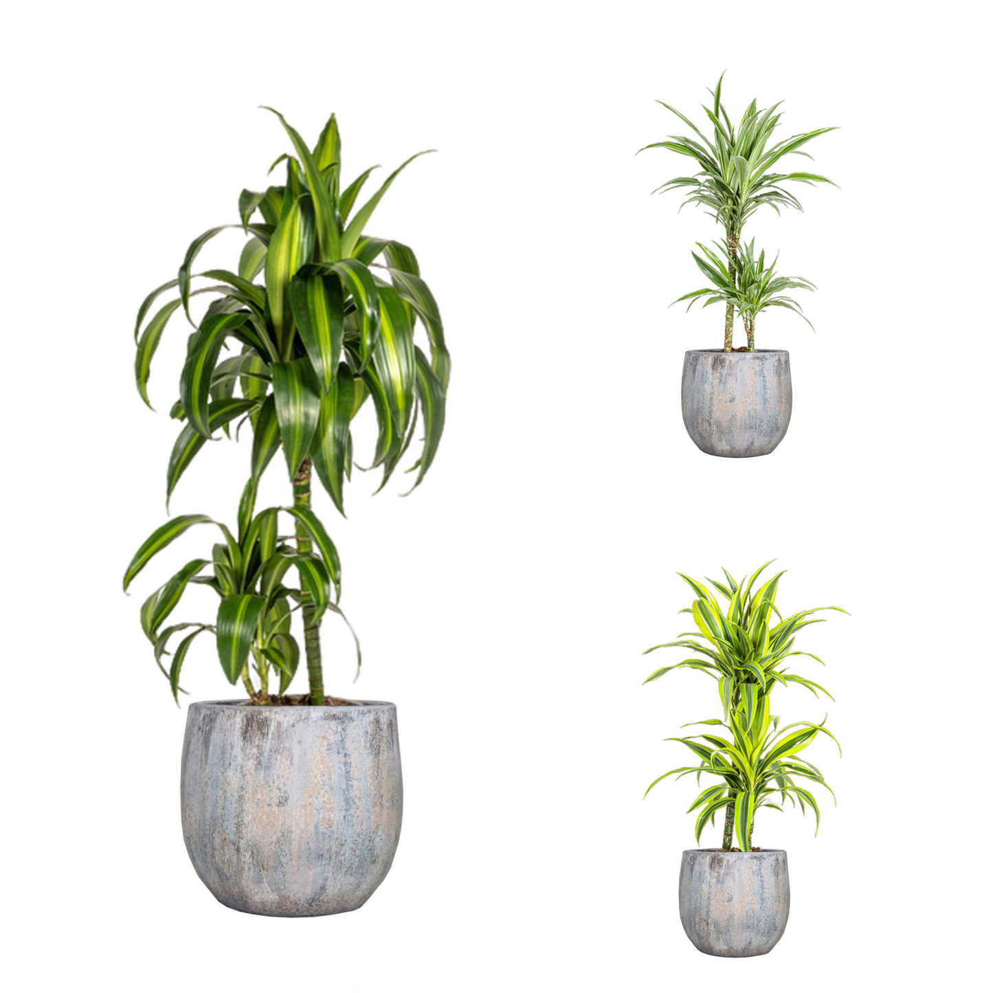 Dracaena 80cm Trio - Pflegeleicht