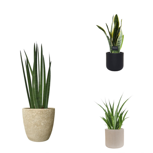 Sansevieria Favorit Trio - Pflegeleicht