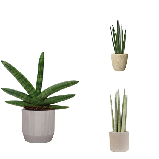 Sansevieria Style Trio - Pflegeleicht