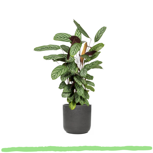 Calathea Oppenheimiana - ⭥90cm