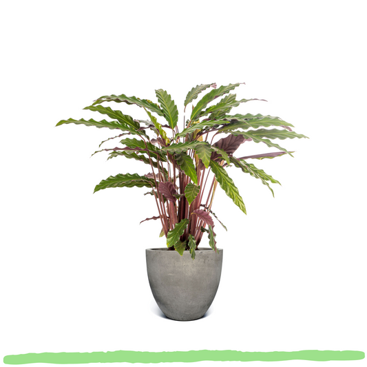 Calathea Rufibarba - ⭥45cm