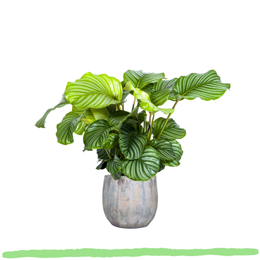 Calathea Orbifolia - ⭥75cm