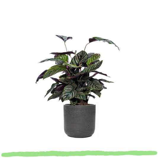 Calathea Sanderiana - ⭥70cm