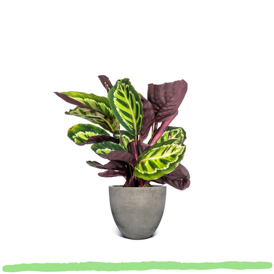 Calathea Roseopicta - ⭥45cm