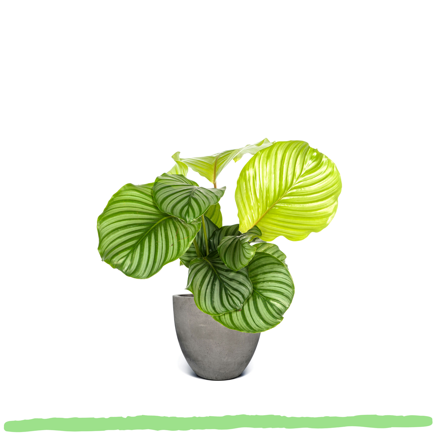 Calathea Orbifolia - ⭥45cm