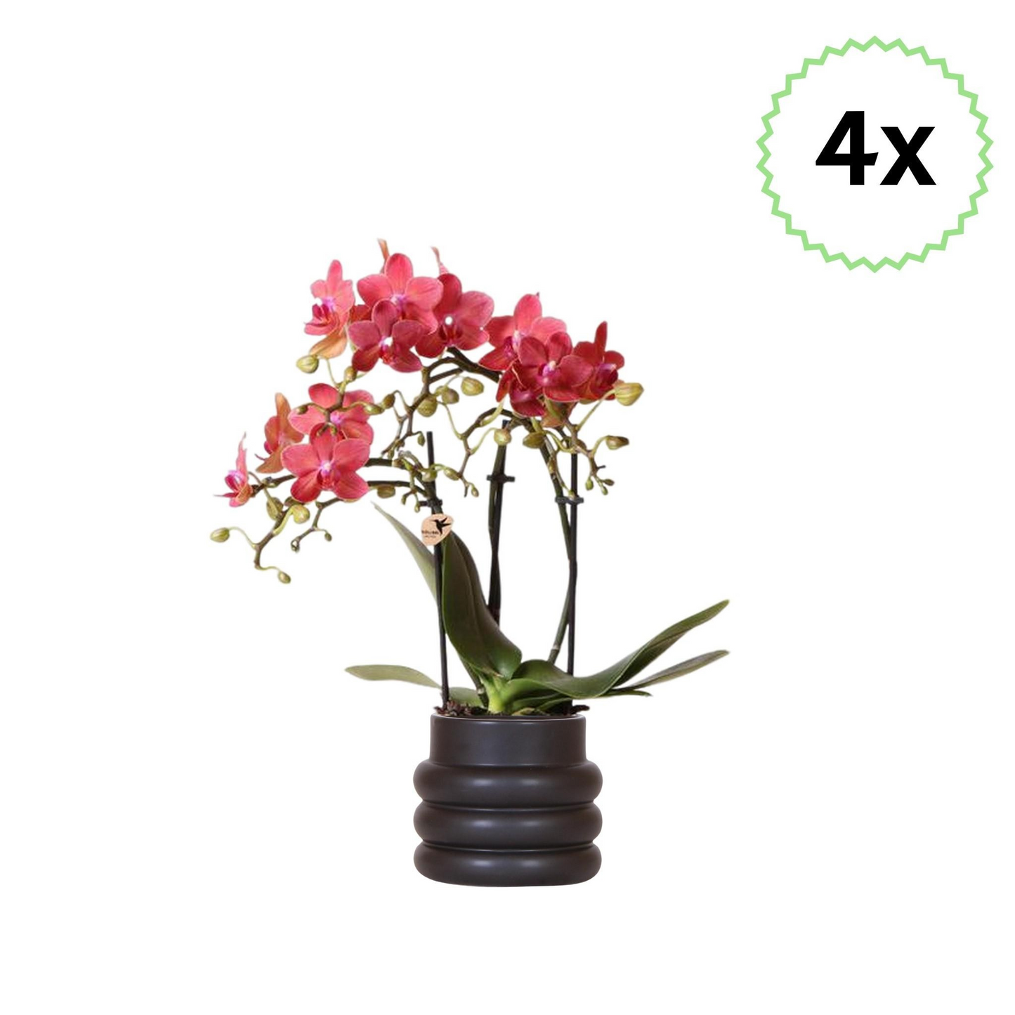 4x Rote Schmetterlingsorchidee "Kongo"