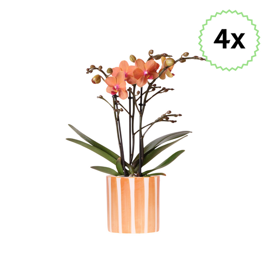 4x Orangene Schmetterlingsorchidee "Bolzano" - ⭥35cm