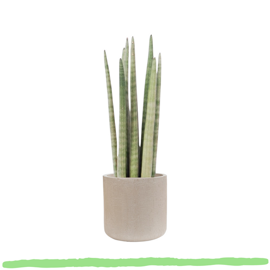 Sansevieria Cylindrica Spaghetti - Bogenhanf - ⭥40cm