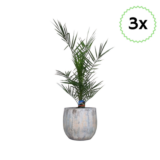 3x Phoenix Canariensis (⭥80cm) - Pflegeleicht
