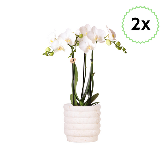 2x Weiße Schmetterlingsorchidee "Amabilis" - ⭥35cm