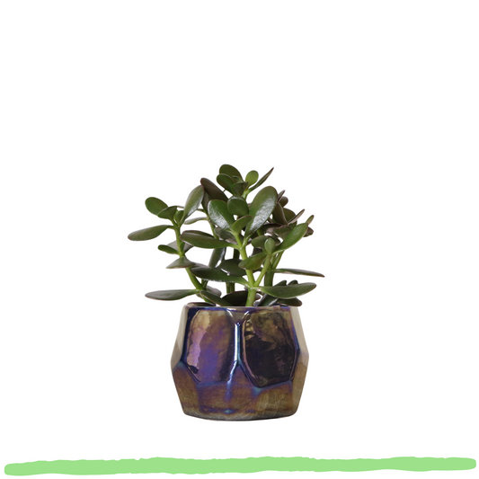 Sukkulente Crassula Ovata "Geldbaum" - ⭥19cm