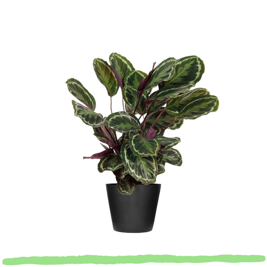 Calathea Medallion - ⭥80cm