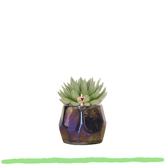 Sukkulente Echeveria Miranda - ⭥20cm