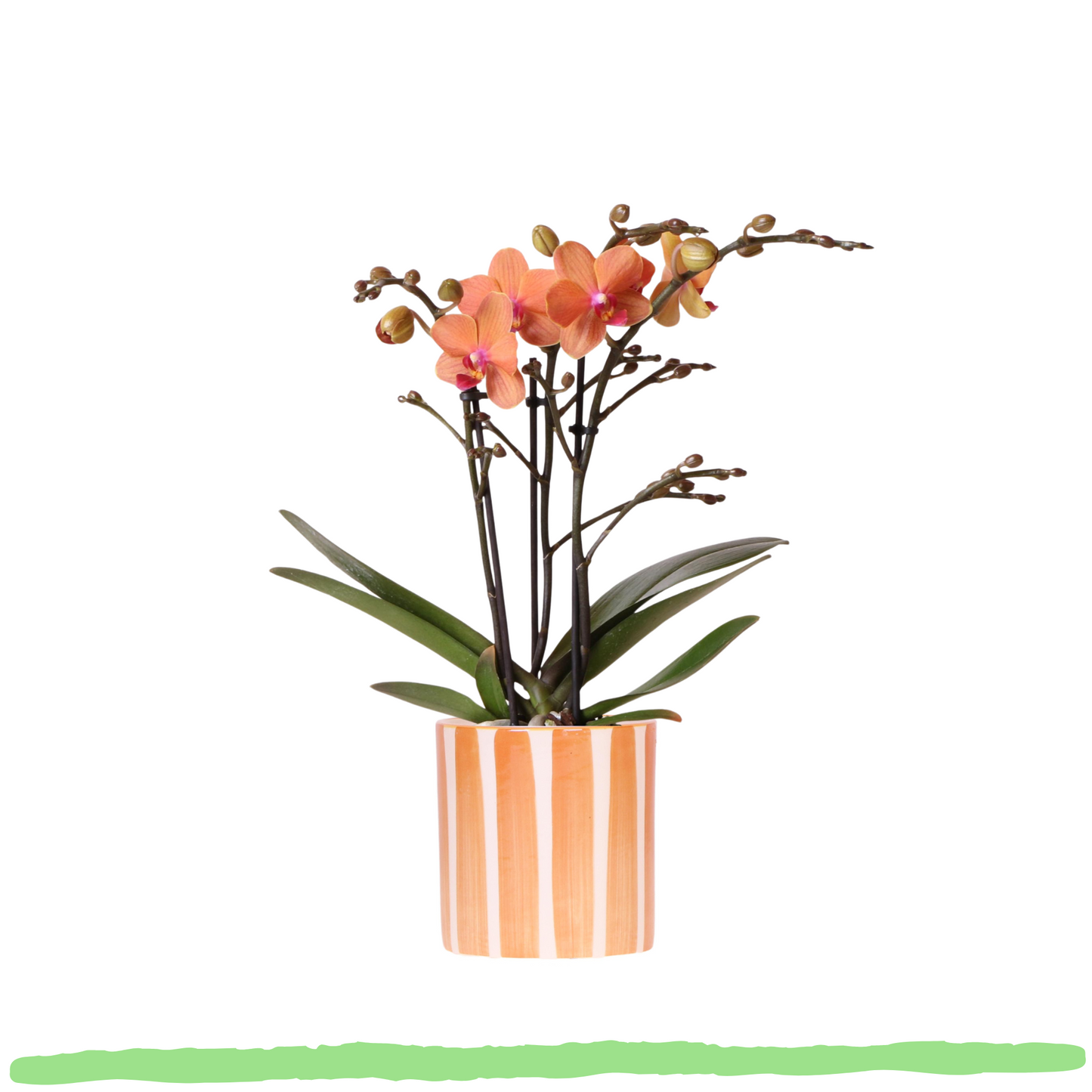 Phalaenopsis Orchidee - orangene Schmetterlingsorchidee Mineral Bolzano - ⭥35cm