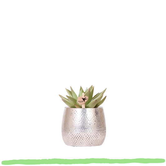 Sukkulente Echeveria Miranda - ⭥9cm
