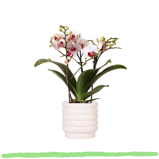 Phalaenopsis Orchidee - weiß/rosa Schmetterlingsorchidee Mineral Gibraltar - ⭥35cm