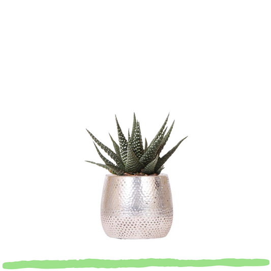 Sukkulente Haworthia Royal Highnness - ⭥11cm